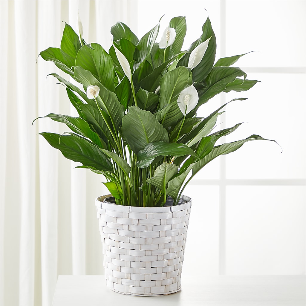 Corbin Florist Same Day Flower Delivery by Gover Floral Co